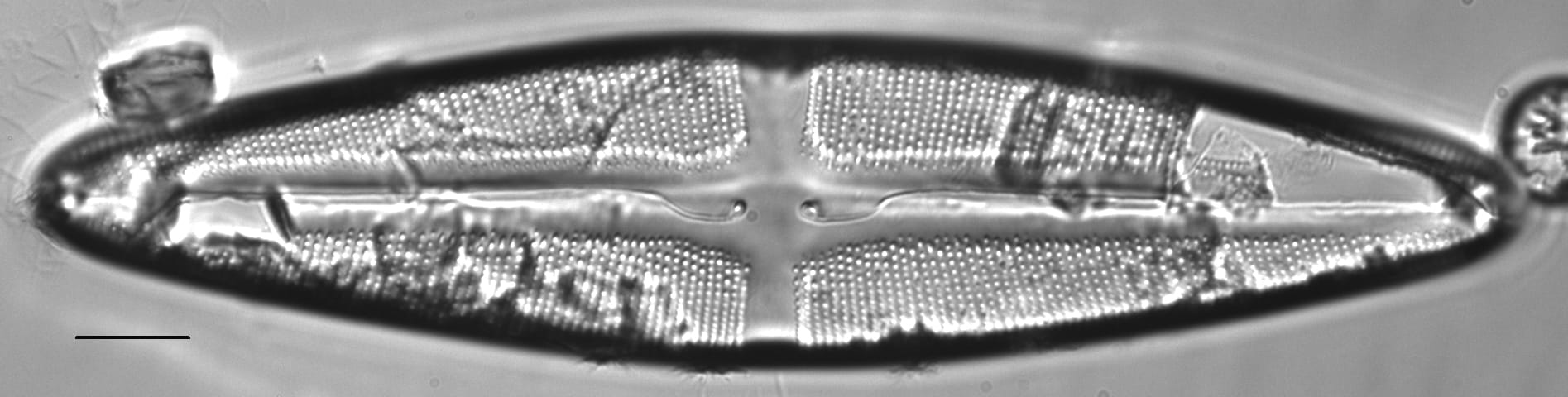 Stauroneis kishinena LM1