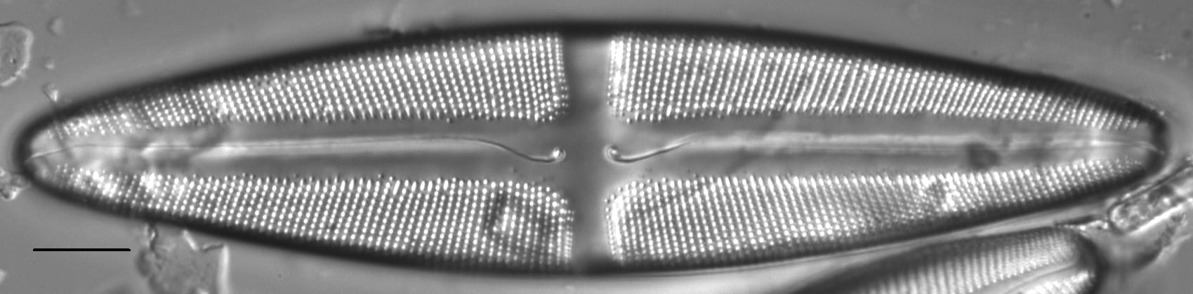 Stauroneis kishinena LM3