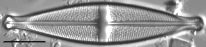 Stauroneis kootenai LM5