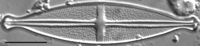 Stauroneis kootenai LM4