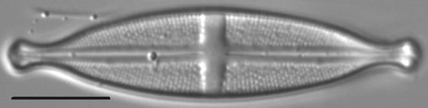 Stauroneis kootenai LM3