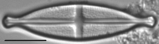 Stauroneis kootenai LM2