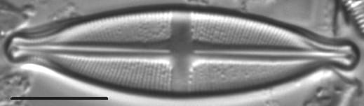 Stauroneis kootenai LM1