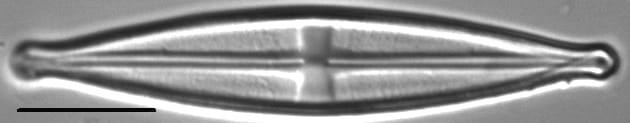 Stauroneis neohyalina LM6