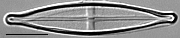 Stauroneis neohyalina LM4