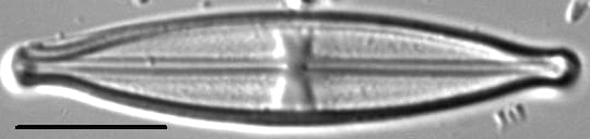 Stauroneis neohyalina LM3