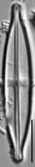 Stauroneis neohyalina LM2