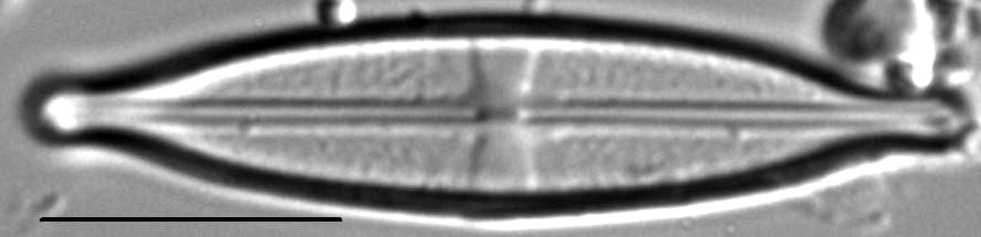 Stauroneis neohyalina LM1