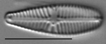 Gomphosinica geitleri LM4