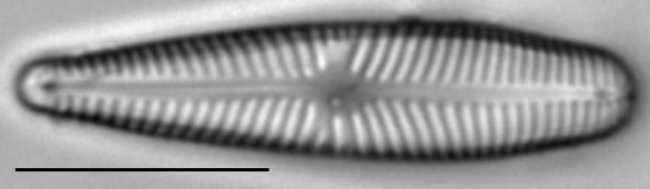 Gomphosinica geitleri LM3