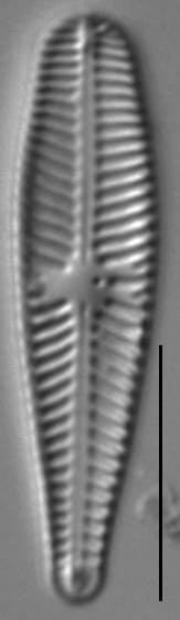 Gomphosinica geitleri LM2