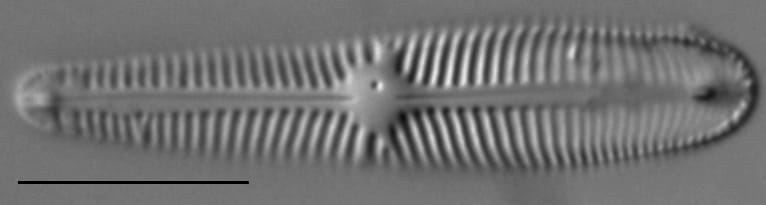 Gomphosinica geitleri LM1