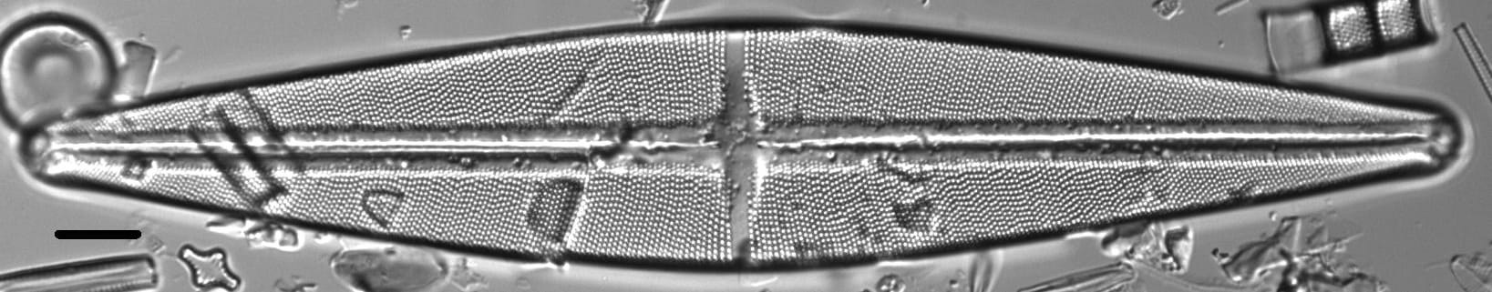 Stauroneis phoenicenteron LM3