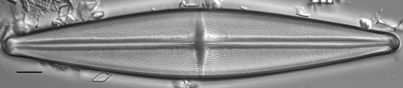 Stauroneis phoenicenteron LM1