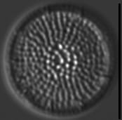 Spicaticribra kingstonii LM16