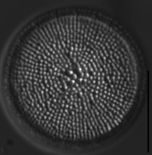 Spicaticribra kingstonii LM14