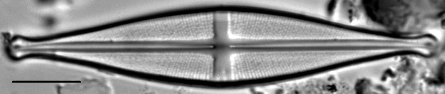 Stauroneis pikuni LM7