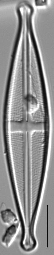 Stauroneis pikuni LM6