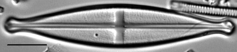 Stauroneis pikuni LM5