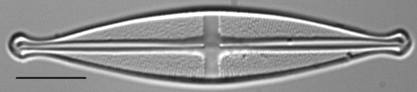 Stauroneis pikuni LM4