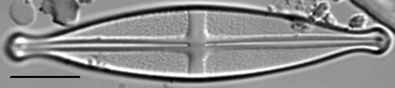 Stauroneis pikuni LM3