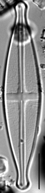 Stauroneis pikuni LM1