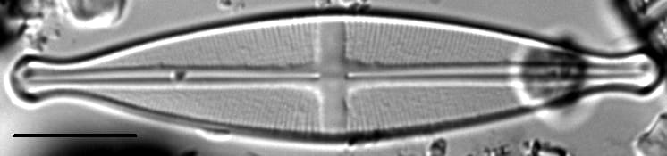 Stauroneis pikuni LM1