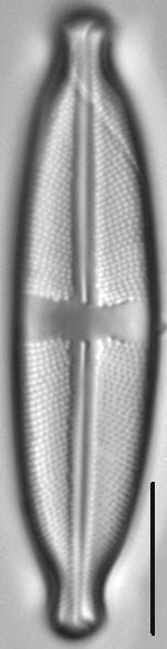 Stauroneis reichardtii LM1