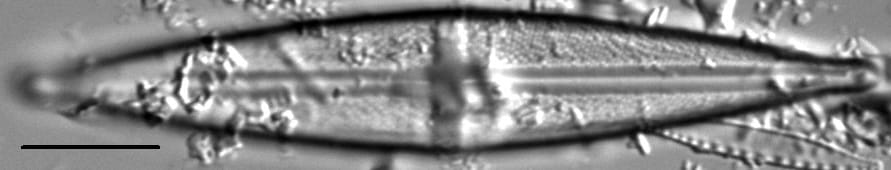 Stauroneis schroederi LM6