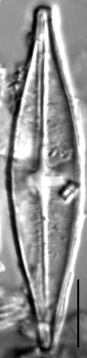 Stauroneis schroederi LM3