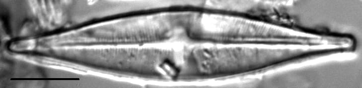 Stauroneis schroederi LM3
