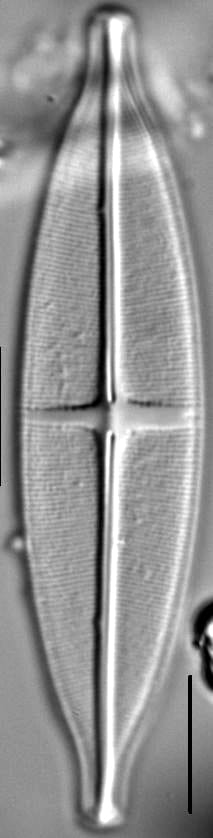 Stauroneis siberica LM5