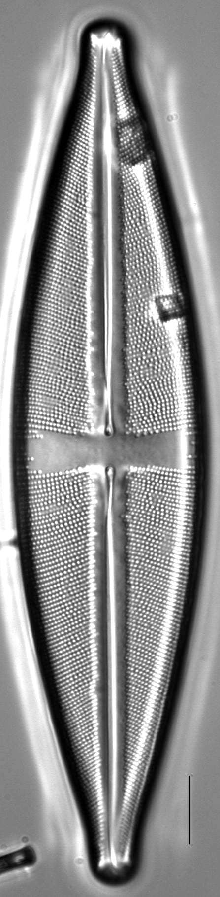 Stauroneis sonyae LM2