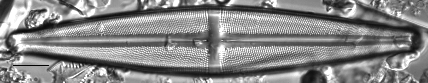 Stauroneis subborealis LM7