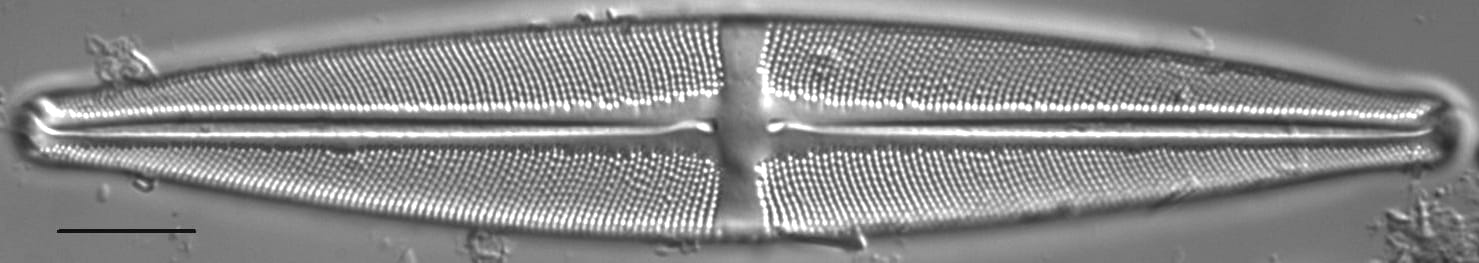 Stauroneis subborealis LM6