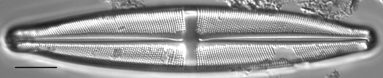 Stauroneis subborealis LM4