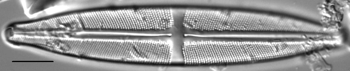 Stauroneis subborealis LM3