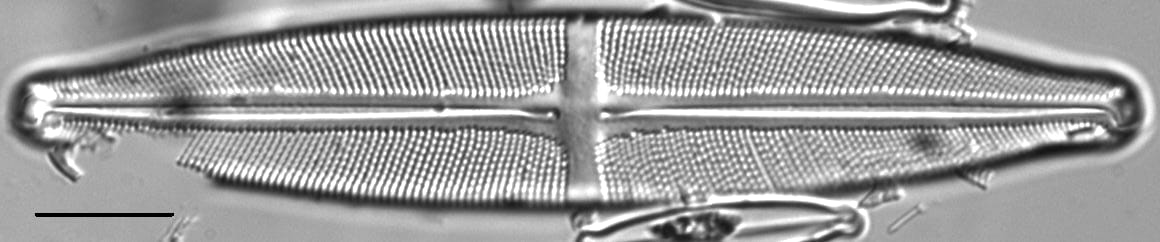 Stauroneis subborealis LM2