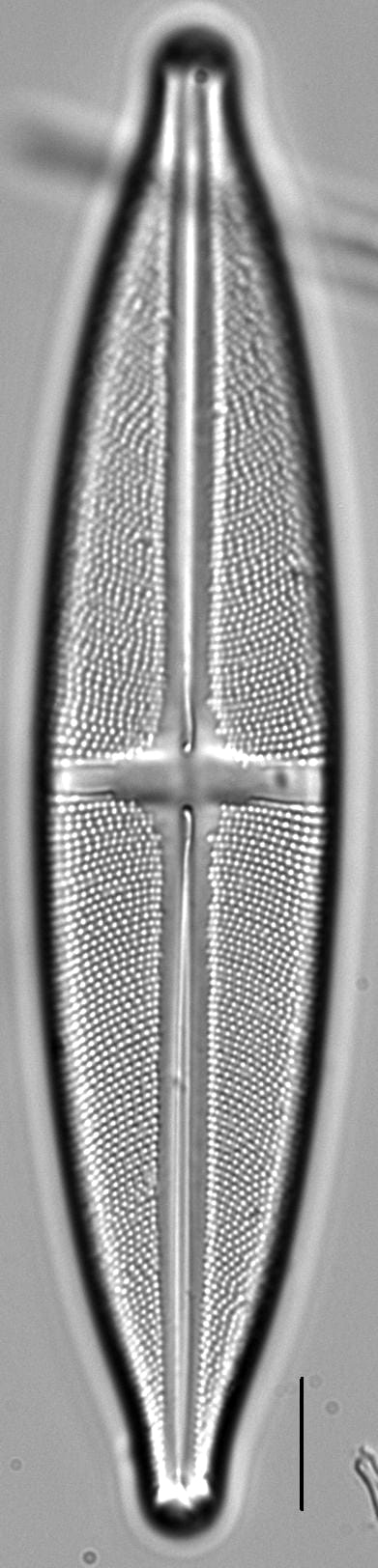 Stauroneis superkuelbsii LM4