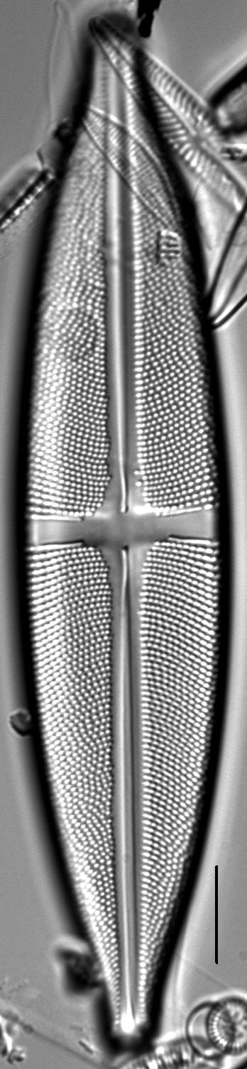 Stauroneis superkuelbsii LM2