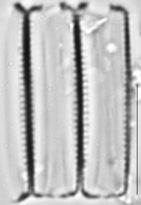 Stauroforma exiguiformis LM7