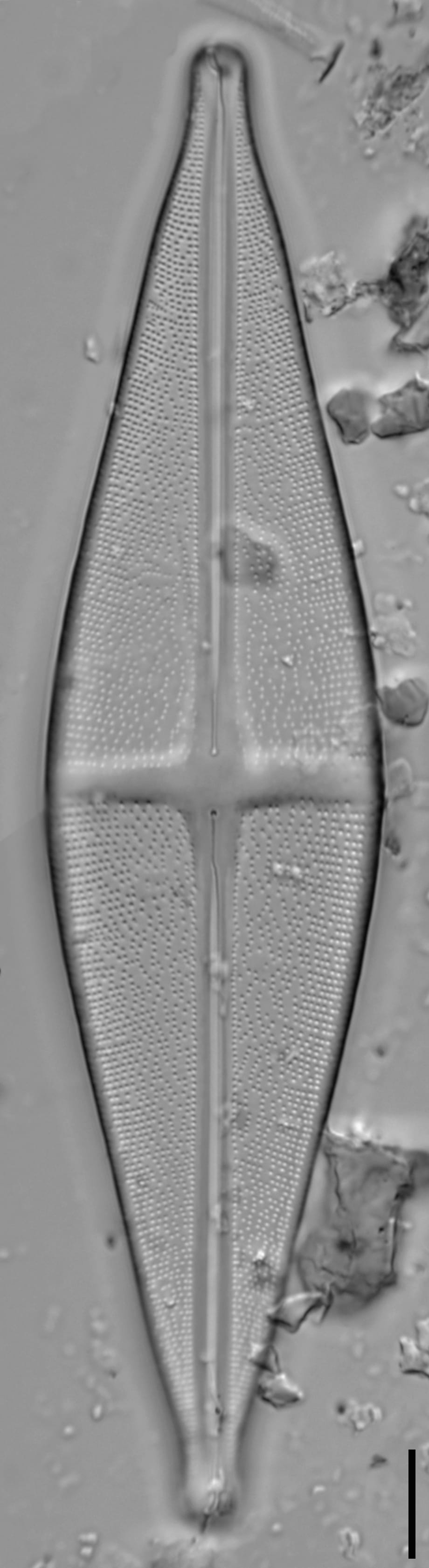 Stauroneis alabamae LM4