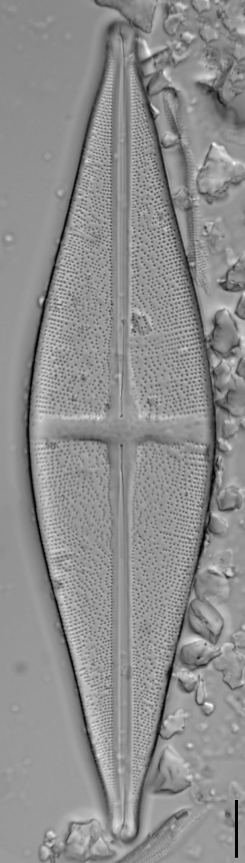 Stauroneis alabamae LM5