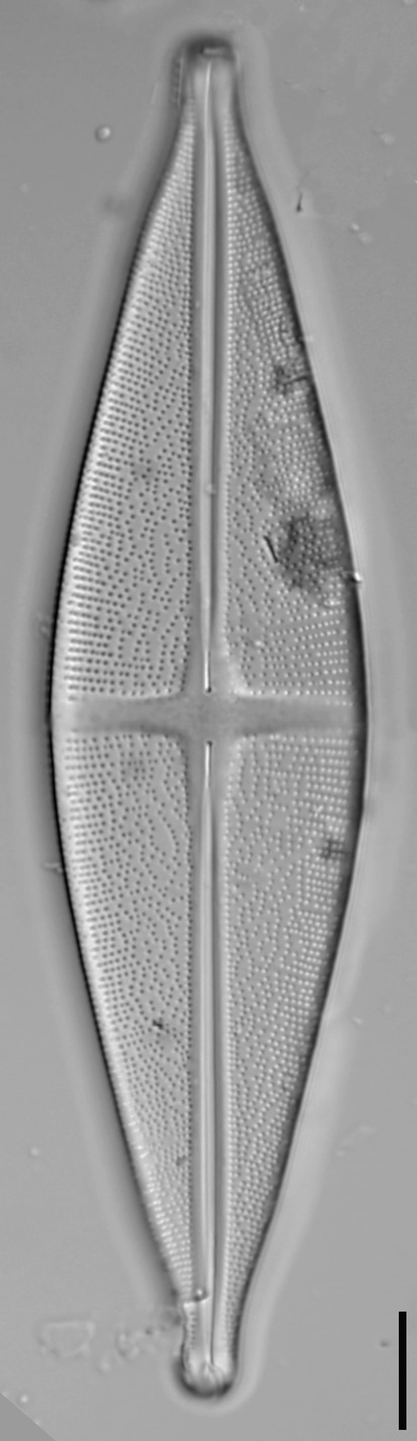 Stauroneis alabamae LM7