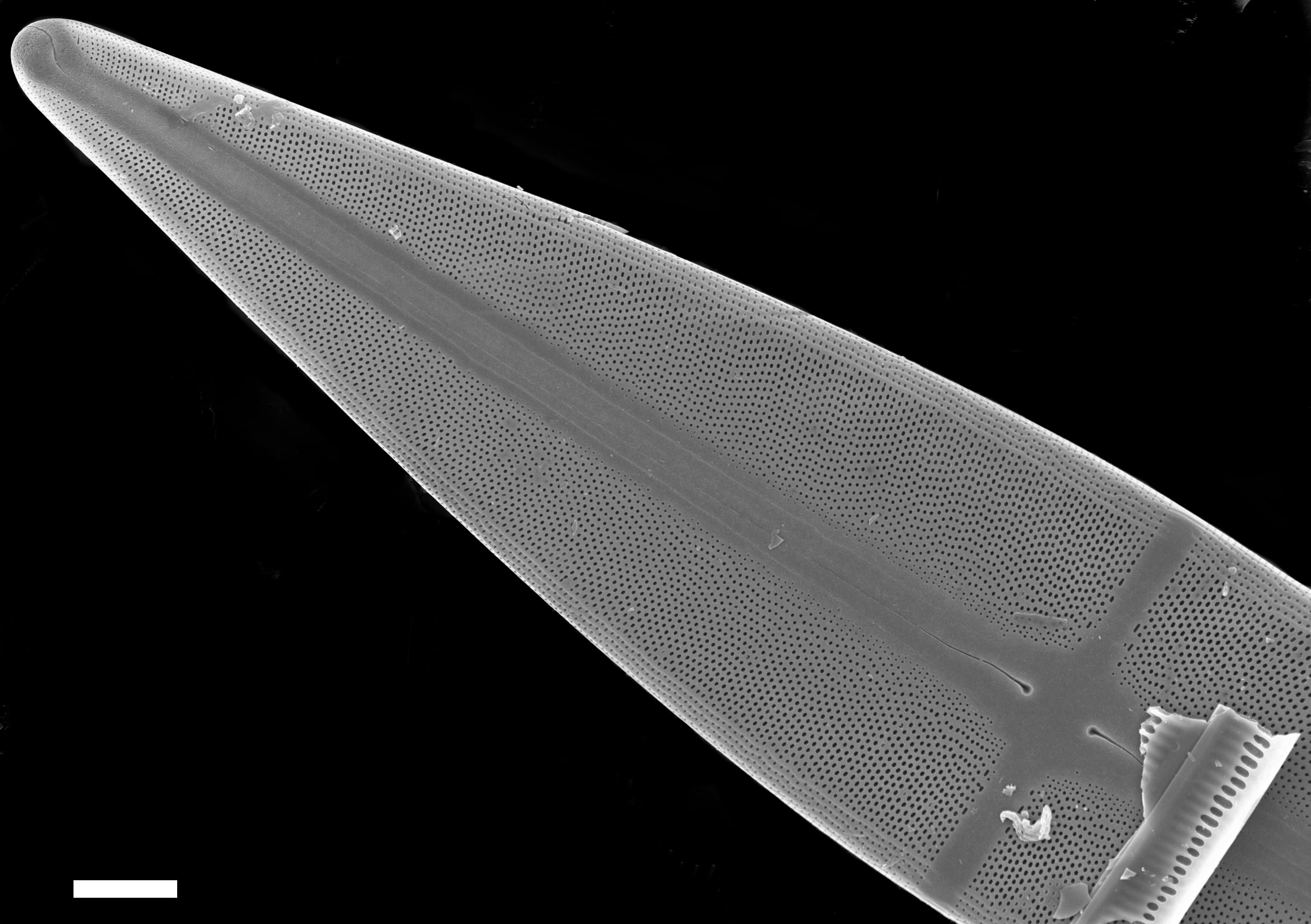 Stauroneis baileyi SEM1 ANSP GCM3785 78 039