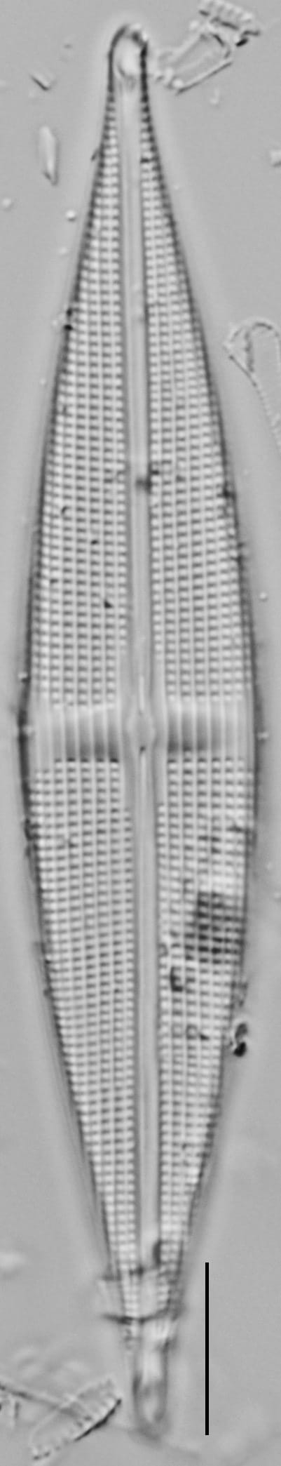 Stauroneis staurolineata LM7