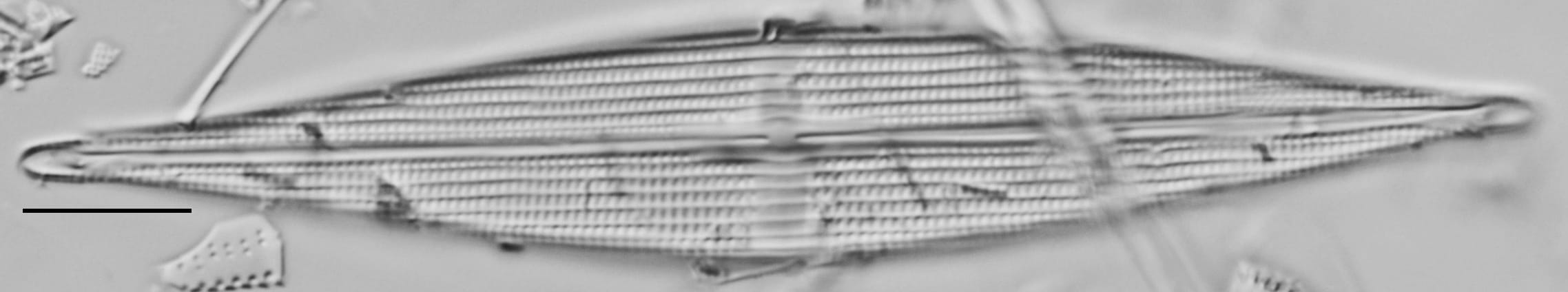 Stauroneis staurolineata LM11