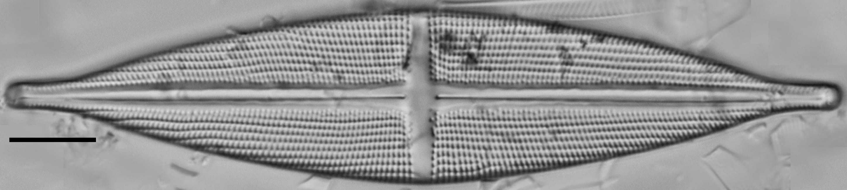 Stauroneis stodderi LM3