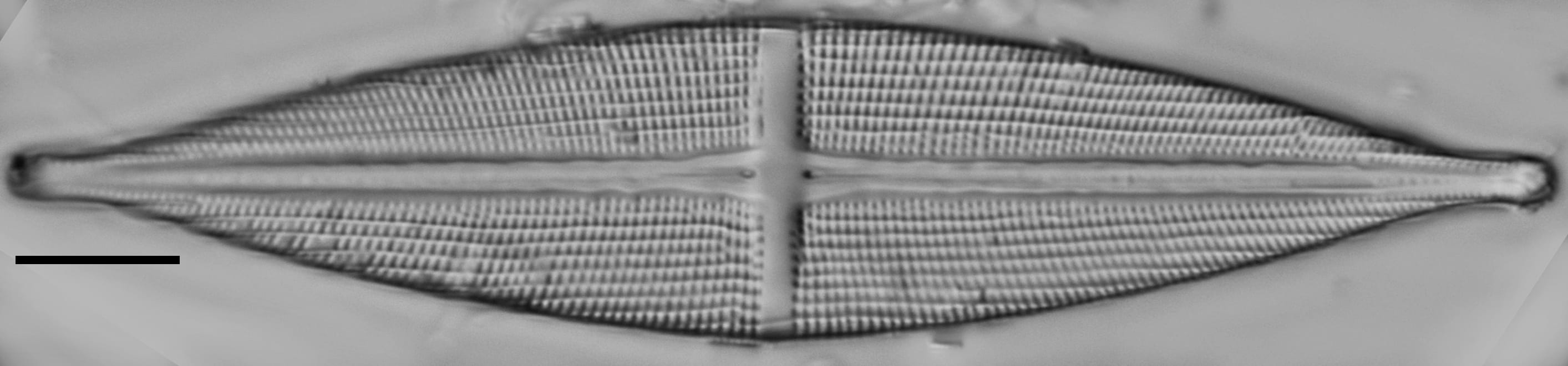 Stauroneis stodderi LM1