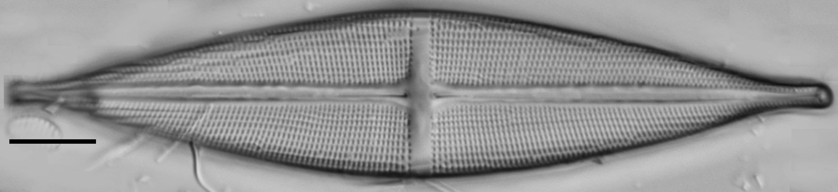 Stauroneis stodderi LM2